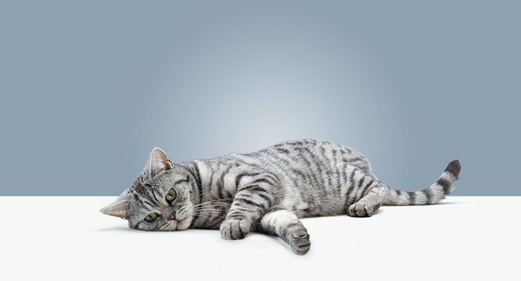 El gato camina mal de las patas traseras