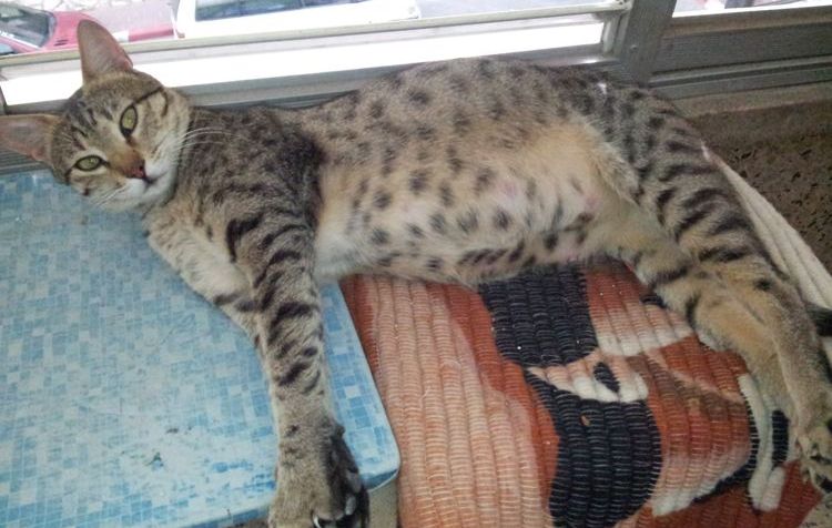 El gato arrastra las patas traseras