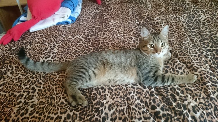 El gato arrastra las patas traseras