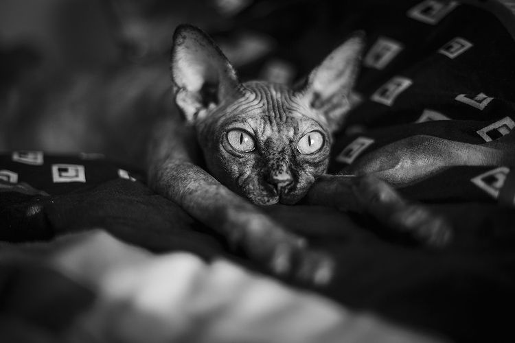 La gata arrastra las patas traseras