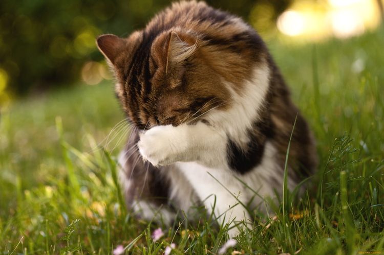 El gato se lava