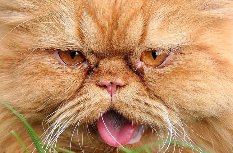 Moco marrón en los ojos del gato persa