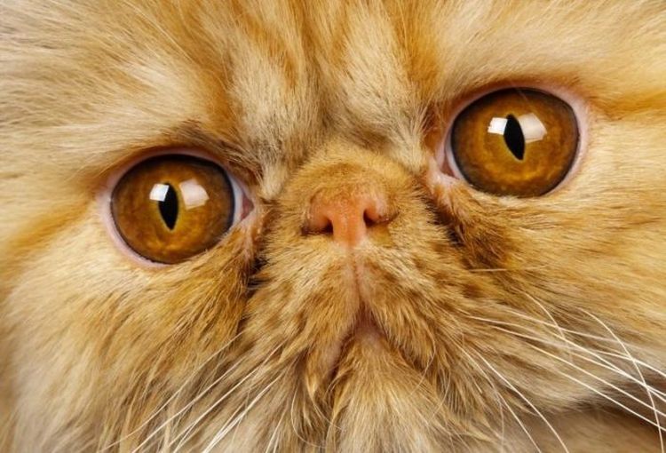 Moco marrón en los ojos del gato persa
