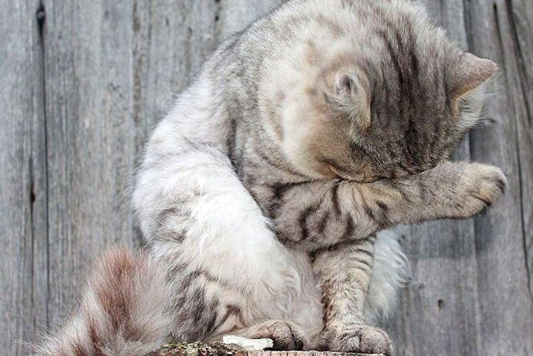 El gato se frota el ojo
