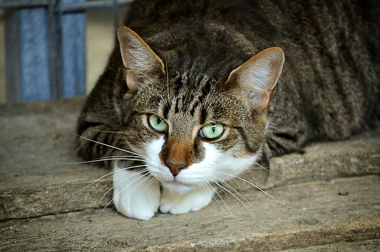 Gato gris atigrado