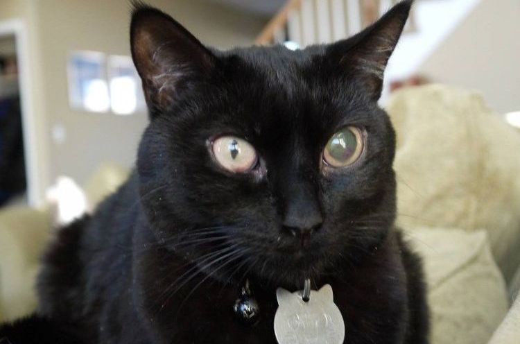 El ojo del gato se ha vuelto blanco