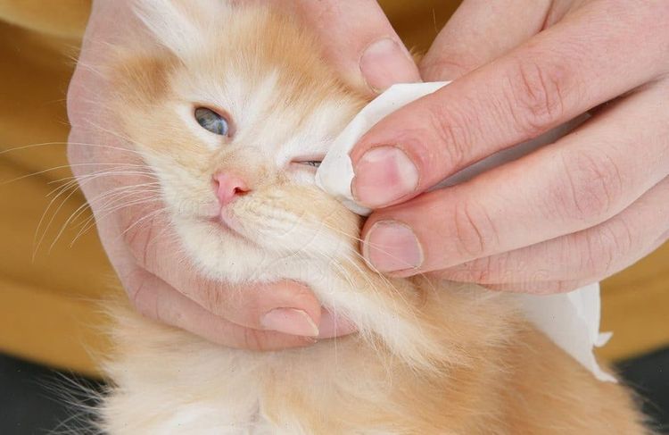 Le limpian el ojo al gato