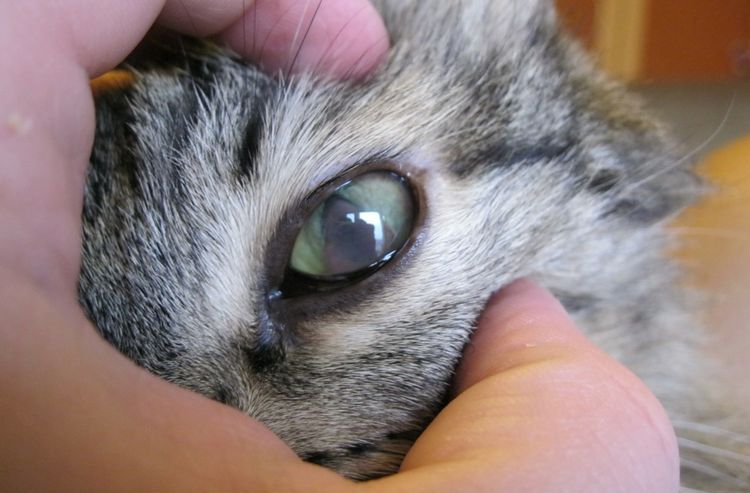 El ojo del gato se ha vuelto blanco