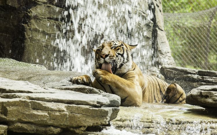 Tigre bañándose en una cascada