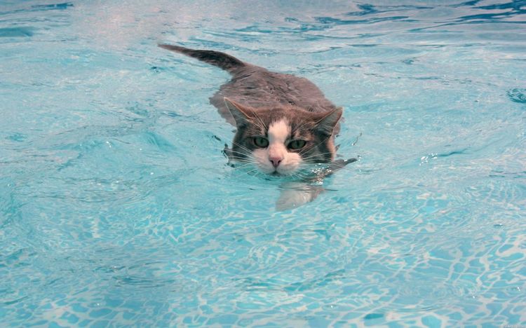 Gato nadando en la piscina