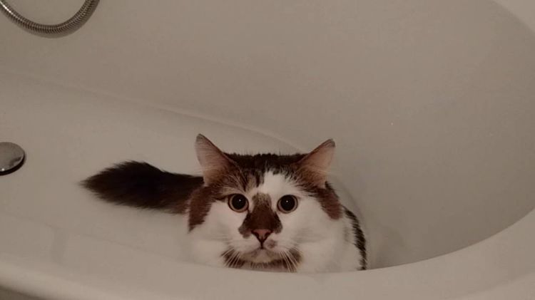 Gato en la bañera