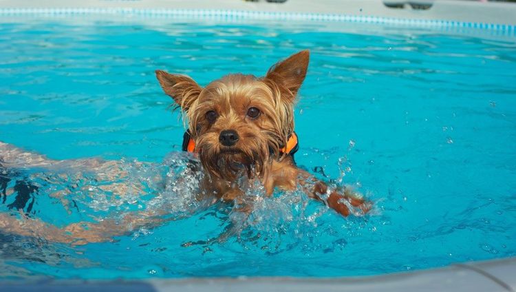 Welpe schwimmt