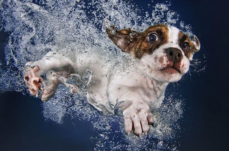 Der Welpe schwimmt im Pool.