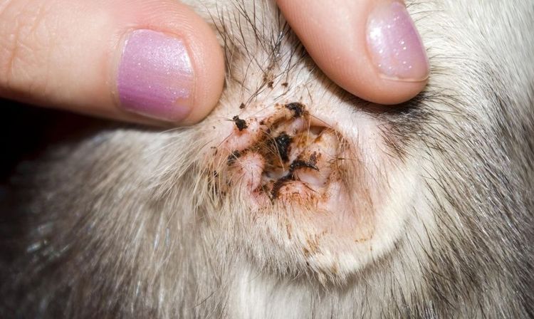 Capa negra en el oído del gato