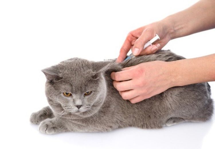 Inyección al gato