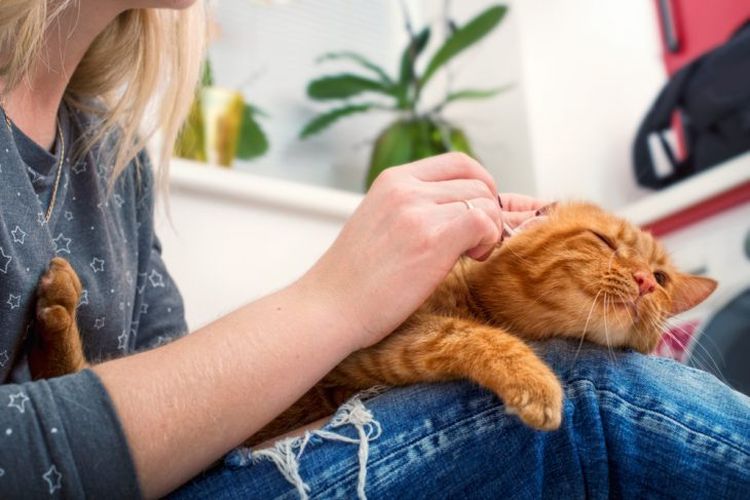 Le limpian las orejas a un gato pelirrojo