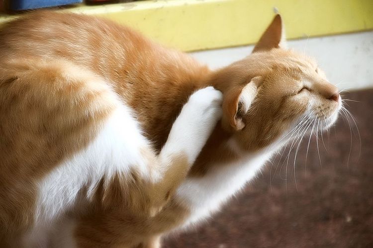 El gato se rasca la oreja