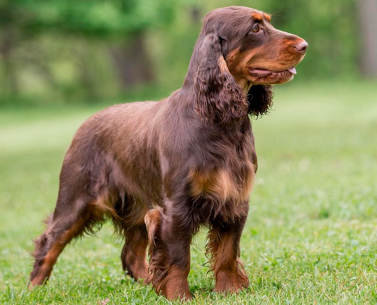 perro de raza Wachtelhund alemán