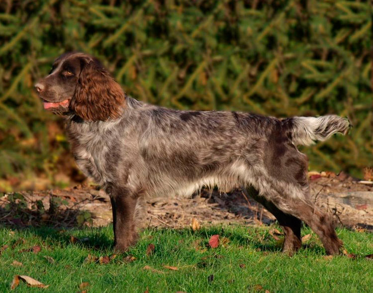 Raza de perro: wachtelhund alemán