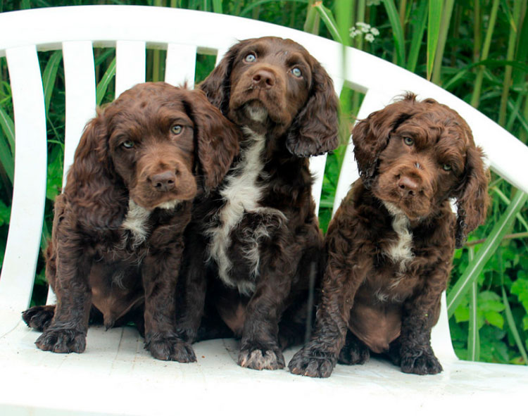 Cachorros de la raza wachtelhund alemán