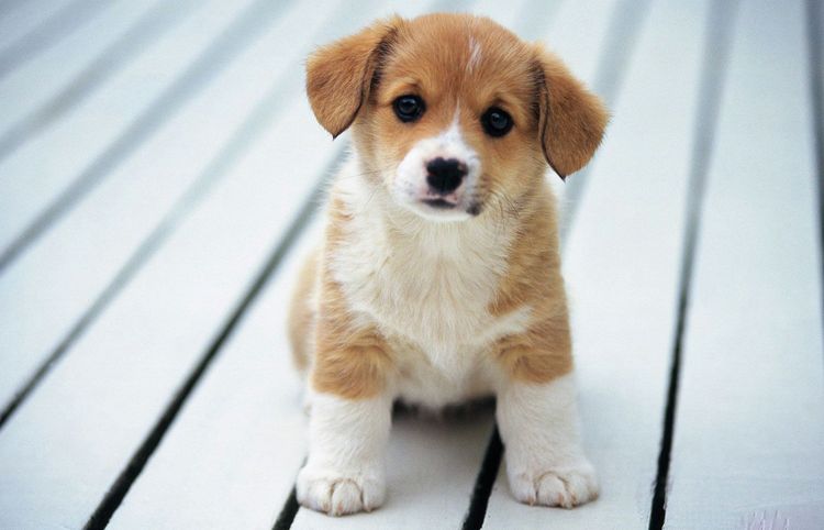 Cachorro divertido