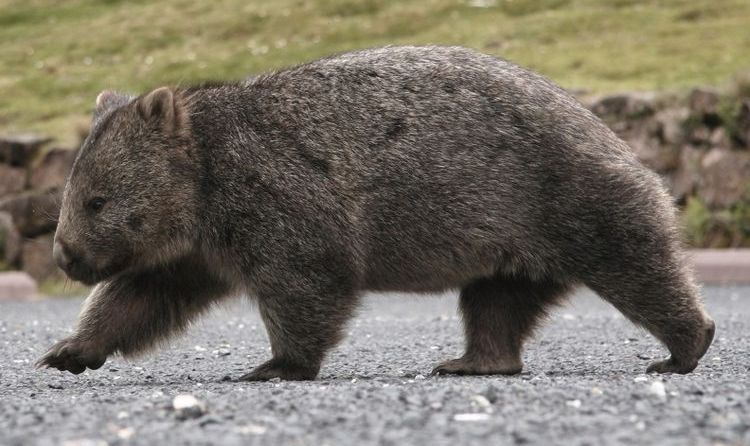 Wombat andando