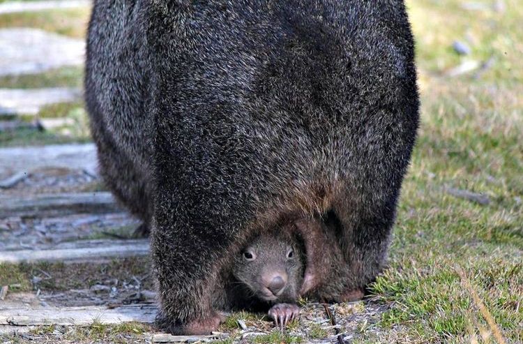 Wombat con cría