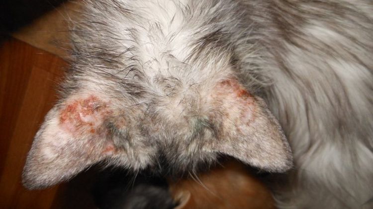 Notoedrosis en la gata