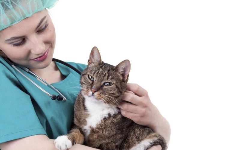 Gato en brazos del veterinario