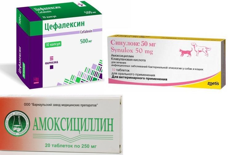 Medicamentos para el tratamiento de úlceras en el cuerpo del gato.