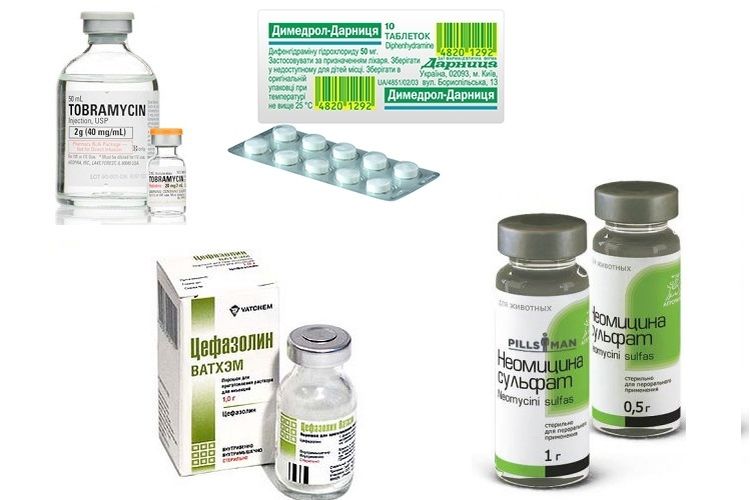 Medicamentos para el tratamiento de úlceras en el cuerpo del gato.
