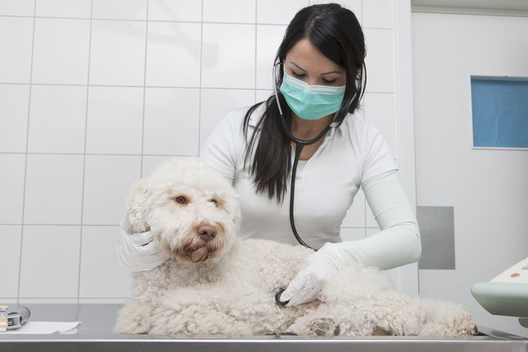 El perro en el veterinario