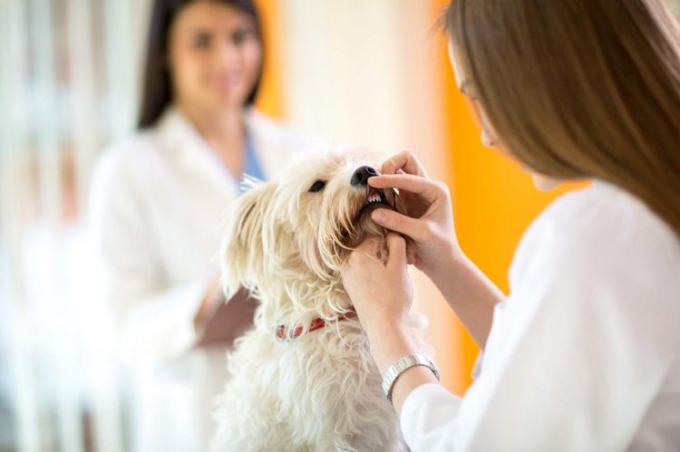 El perro en el veterinario