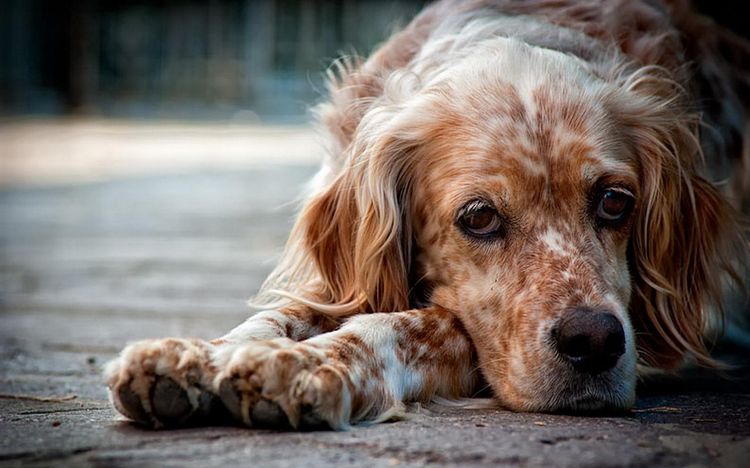 Perro triste