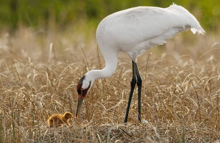 Esterj (grulla blanca)