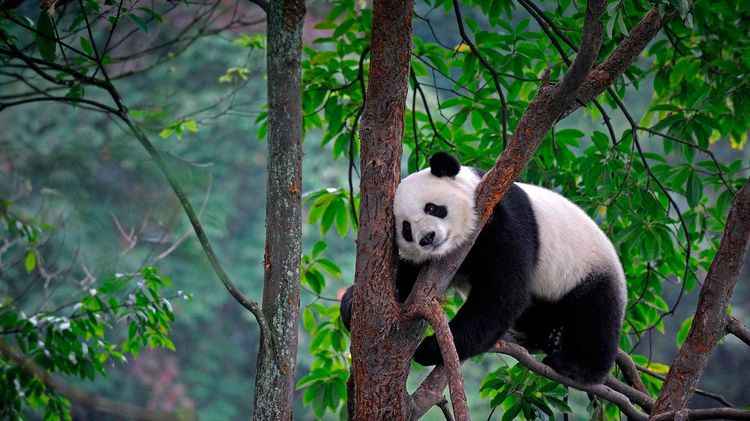 Oso panda gigante