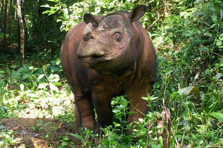Rinoceronte de Sumatra