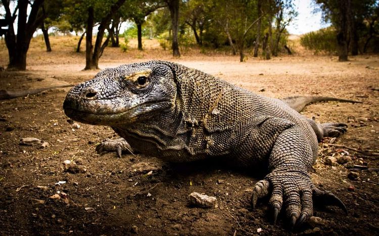 Dragón de Komodo
