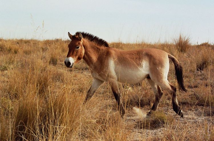 Caballo de Przewalski