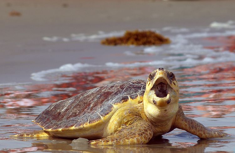 Tortuga boba (loggerhead)
