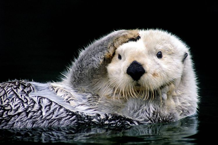 Nutria marina (kalán)