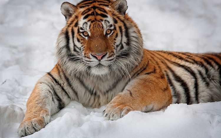 Tigre de Amur