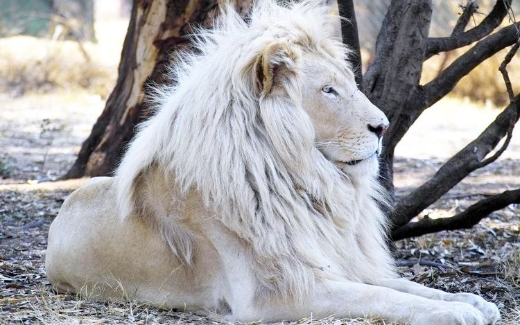 León blanco