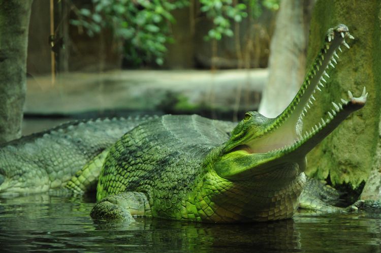 Gavial