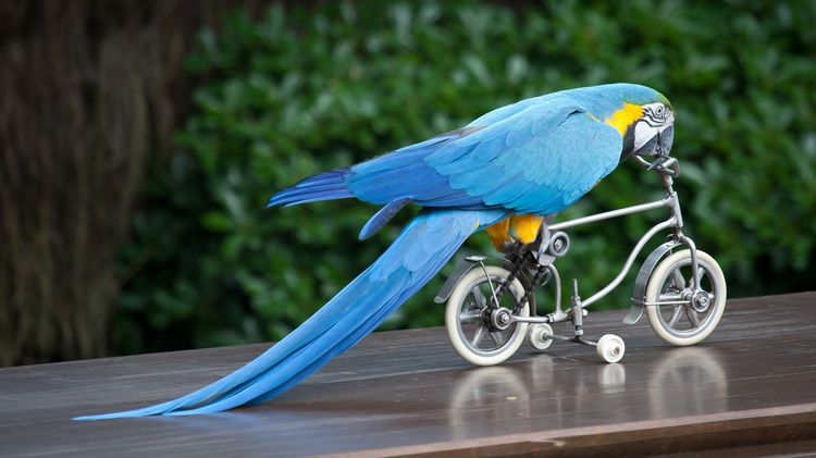 Guacamayo azul