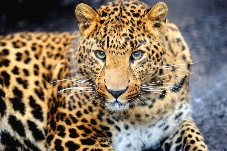 Leopardo del Lejano Oriente