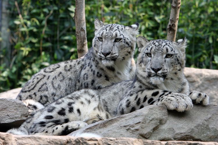 Irbis (leopardo de las nieves)