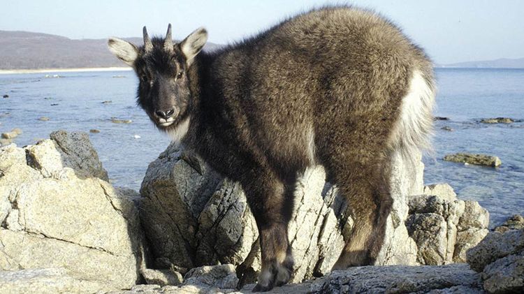 Goral de Amur