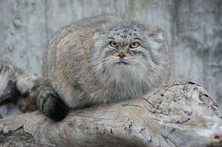 Gato de Pallas (manul)