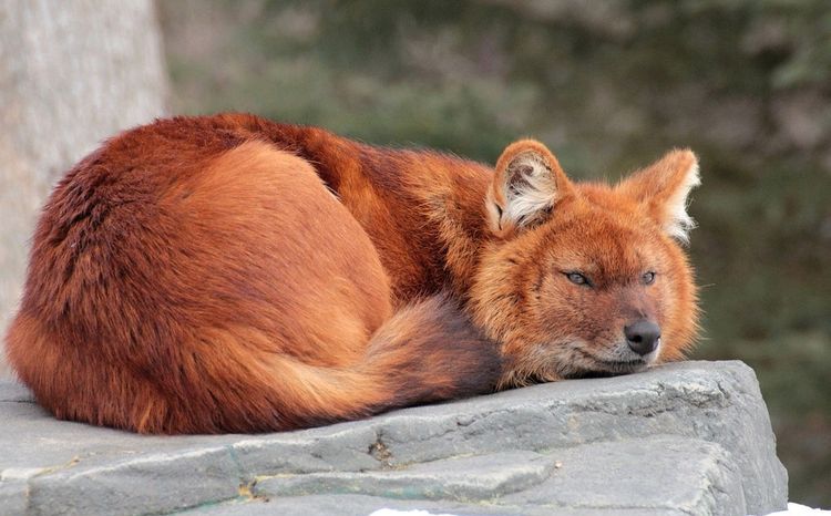 Lobo rojo (de montaña)